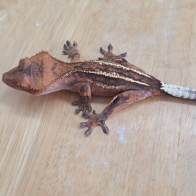 세이블