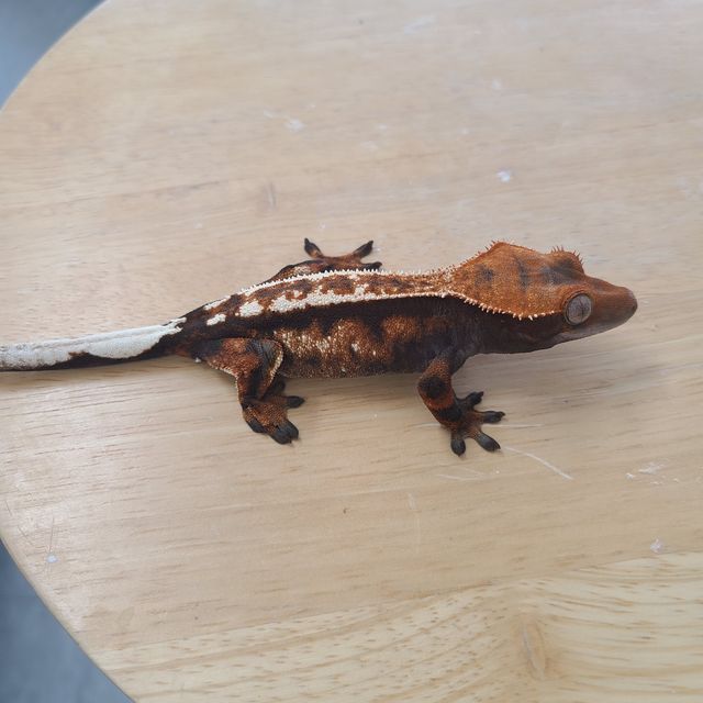 세이블