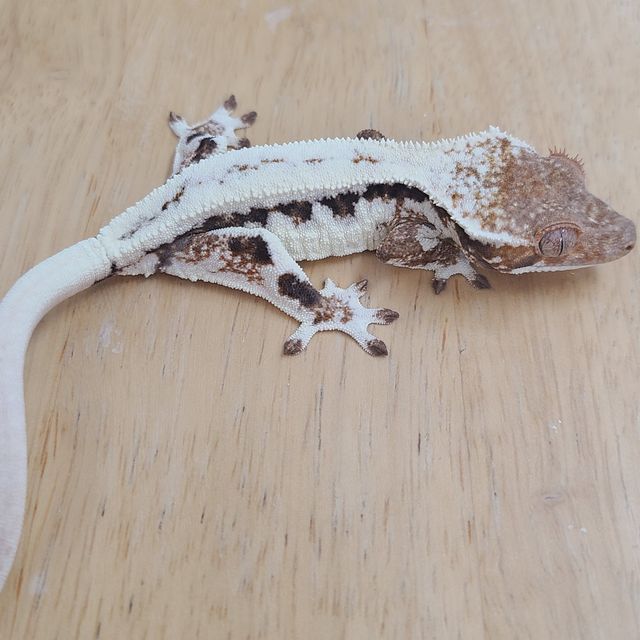 프라푸치노