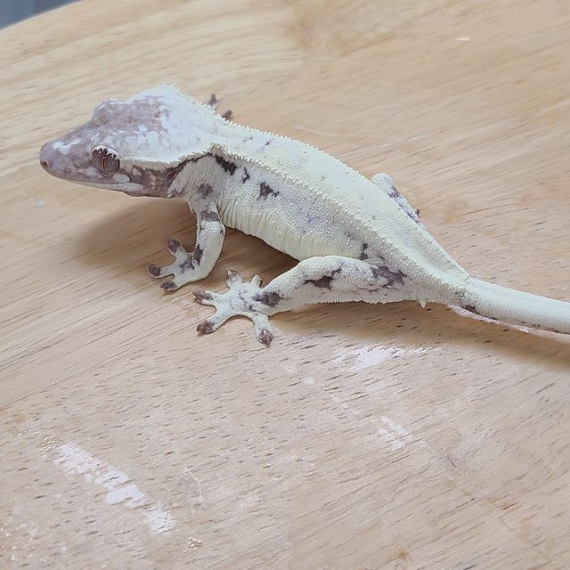 프라푸치노