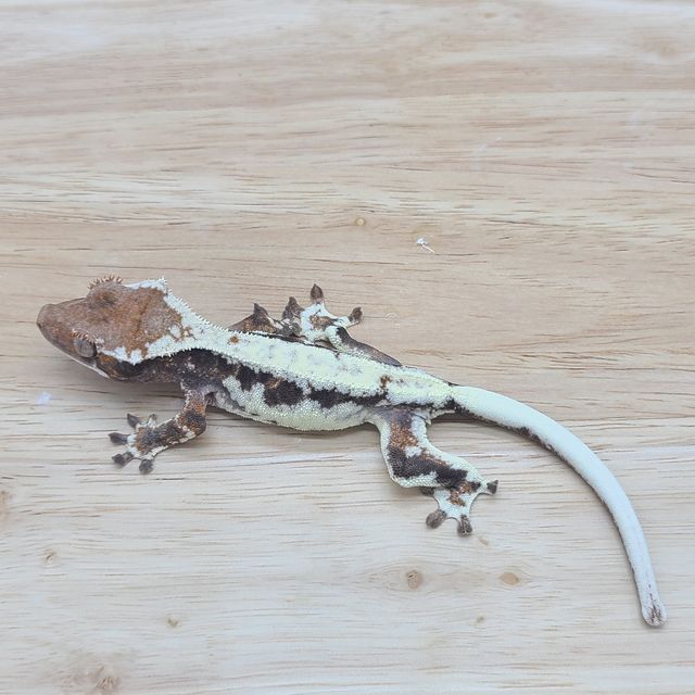 프라푸치노