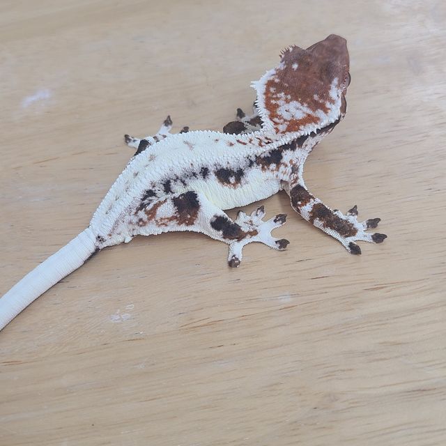 프라푸치노