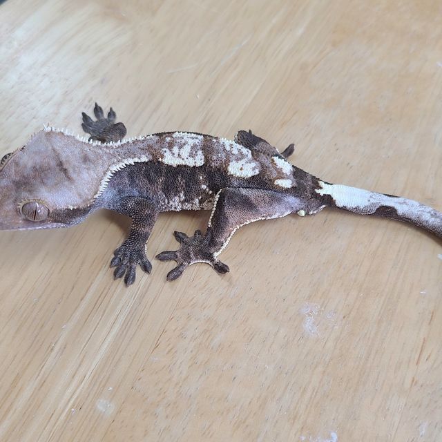 카푸치노