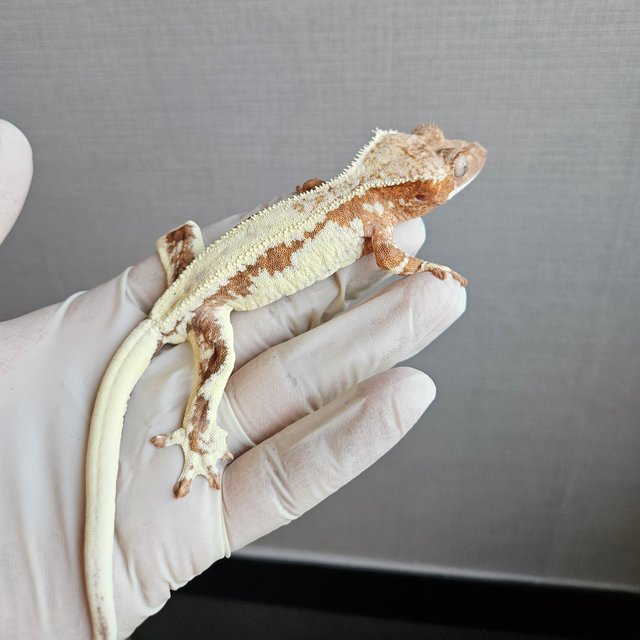 100% Het Axanthic Frappuccino
