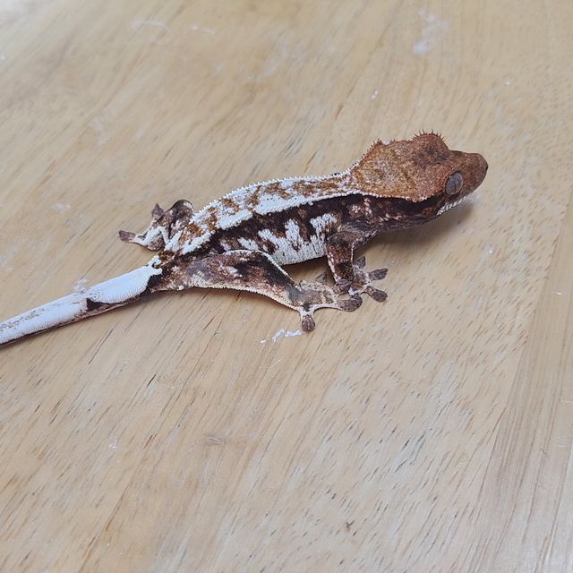카푸치노