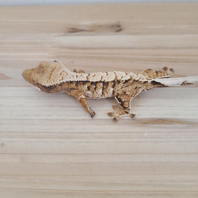 트라이