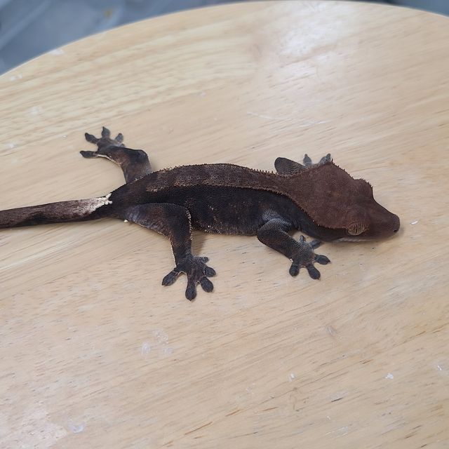 카푸치노