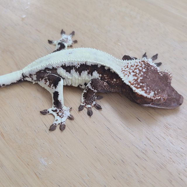 프라푸치노