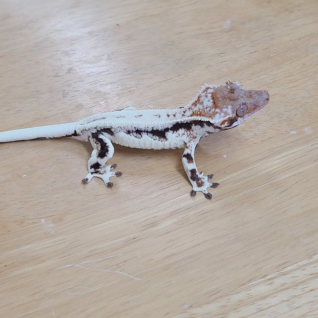 프라푸치노