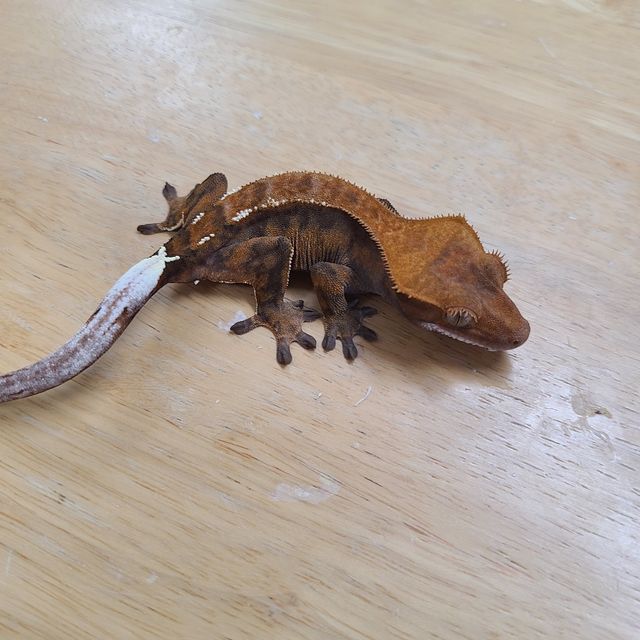 카푸치노