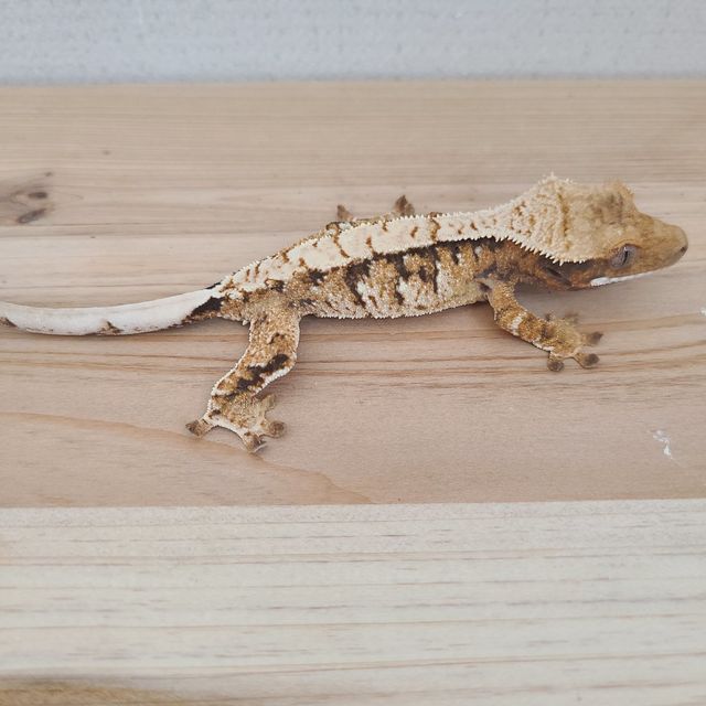 트라이
