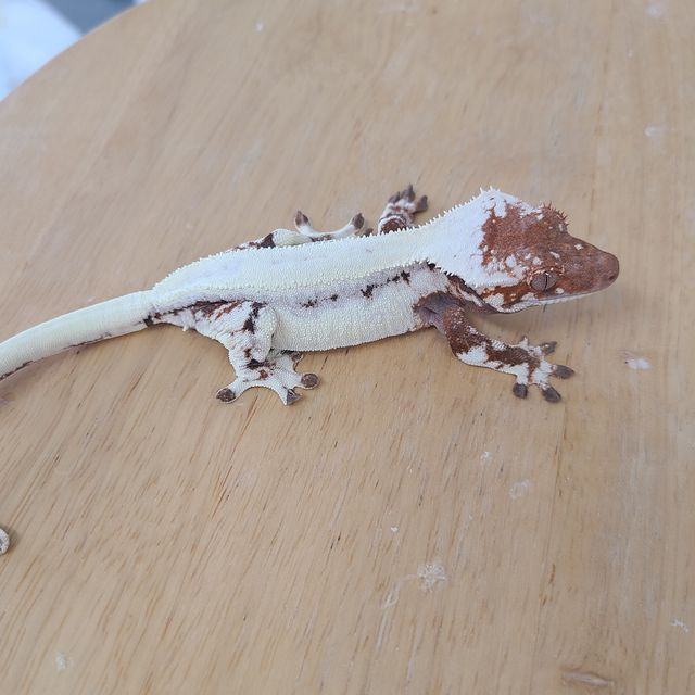 릴리 세이블