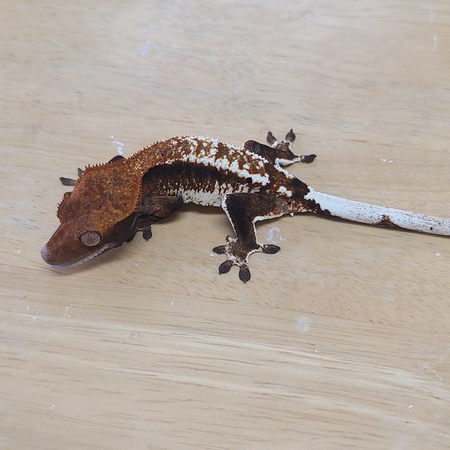 카푸치노