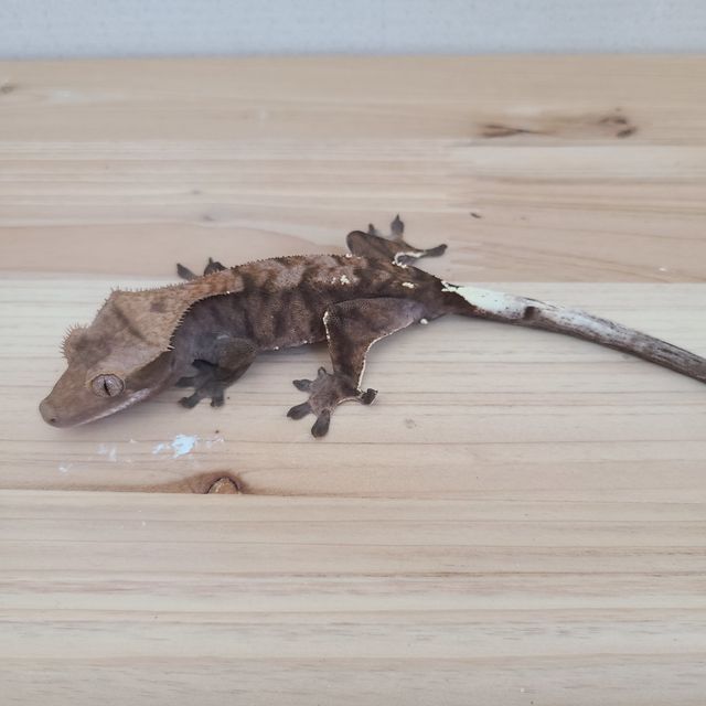 카푸치노