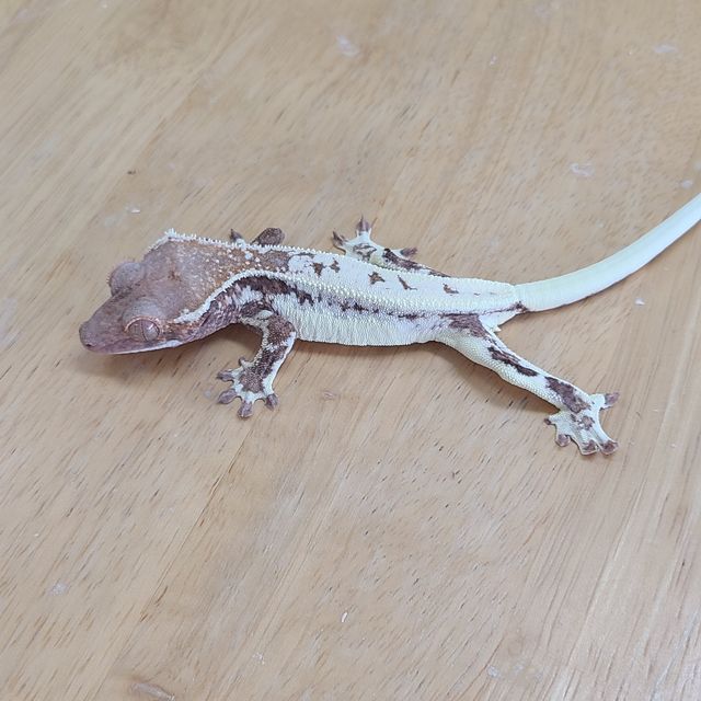 프라푸치노