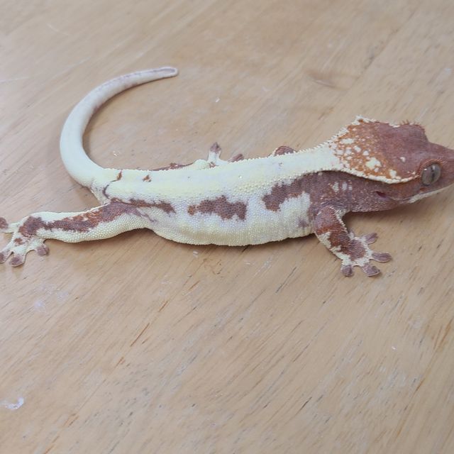 프라푸치노