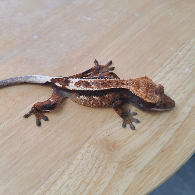 세이블
