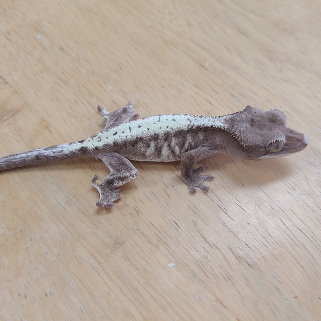 루왁 릴리