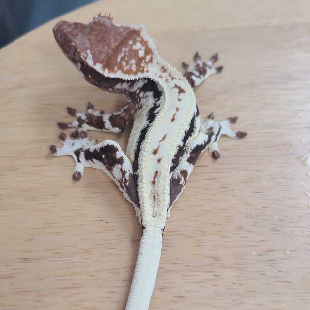 프라푸치노