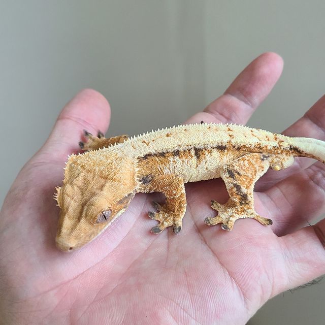 트라이