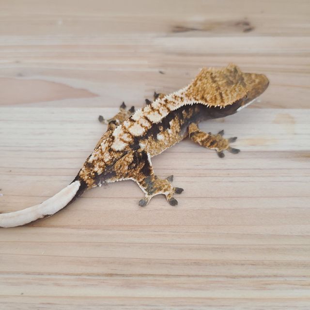 트라이