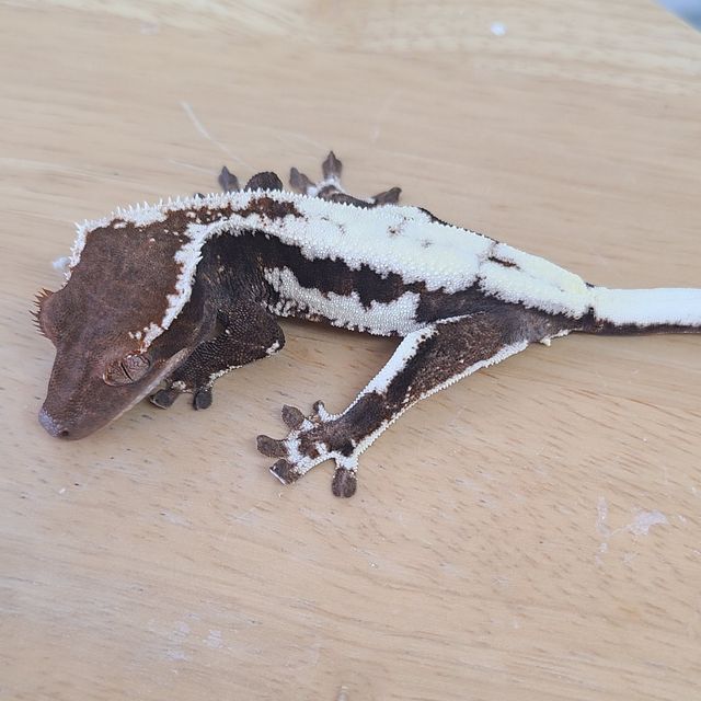 프라푸치노