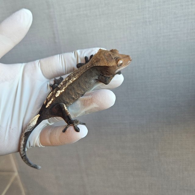 100%헷아잔틱 카푸치노