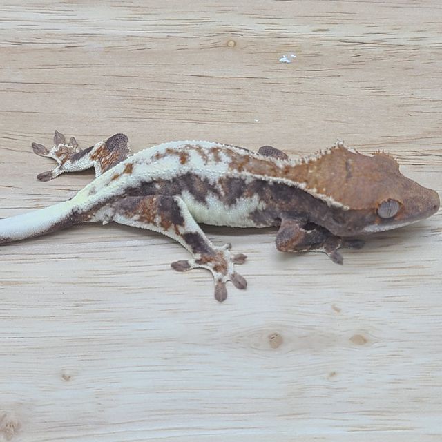 프라푸치노