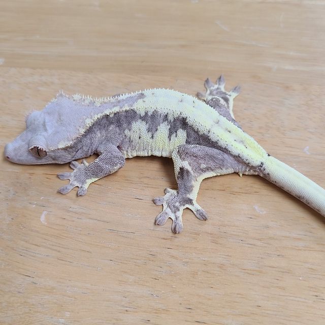 프라푸치노