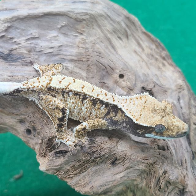 트라이