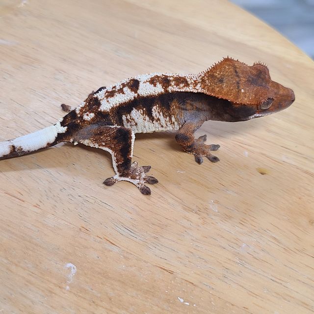 카푸치노