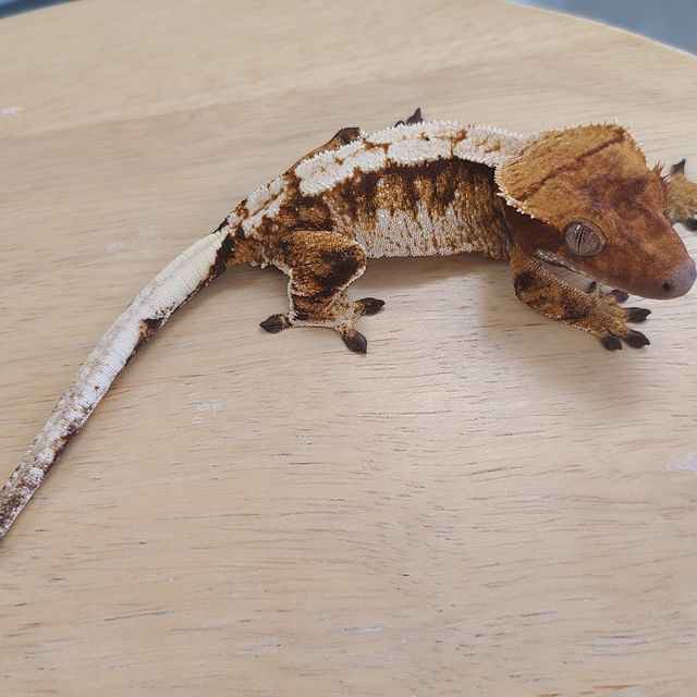 트라이