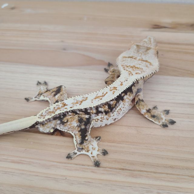 트라이