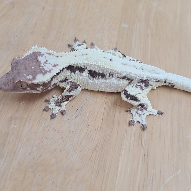 프라푸치노