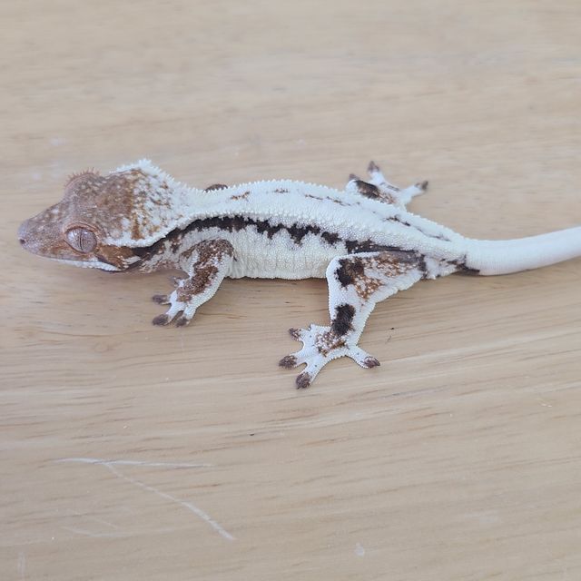 프라푸치노