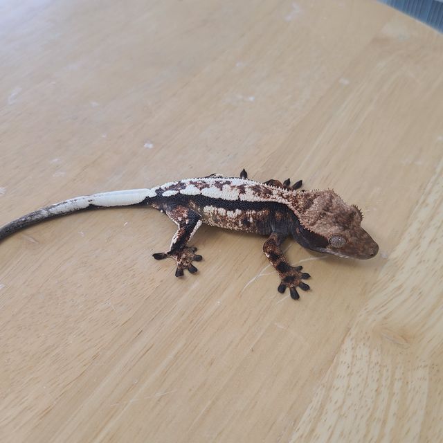 세이블