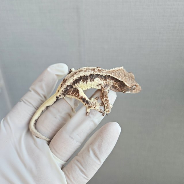 100%헷아잔틱 프라푸치노