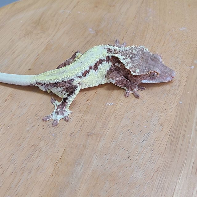 프라푸치노