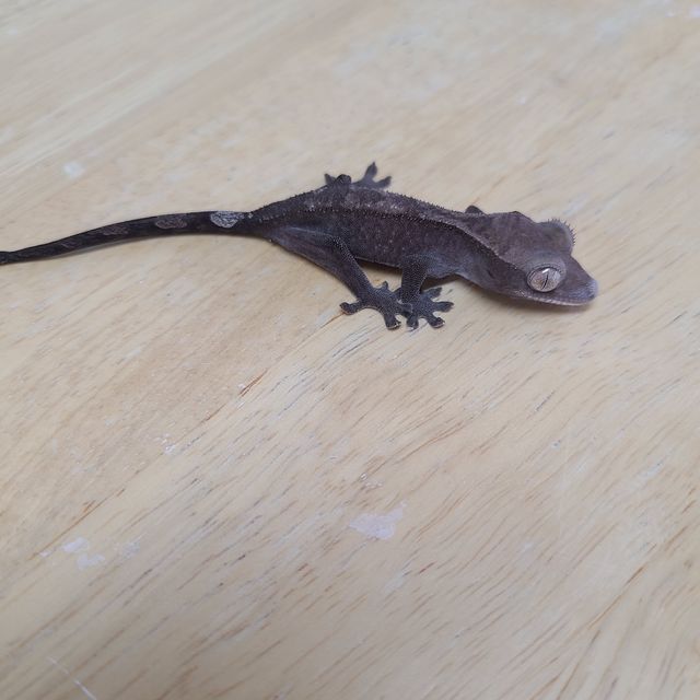 루왁