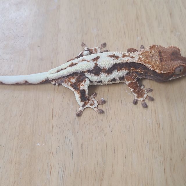 Frappuccino