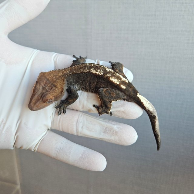 100%헷아잔틱 카푸치노