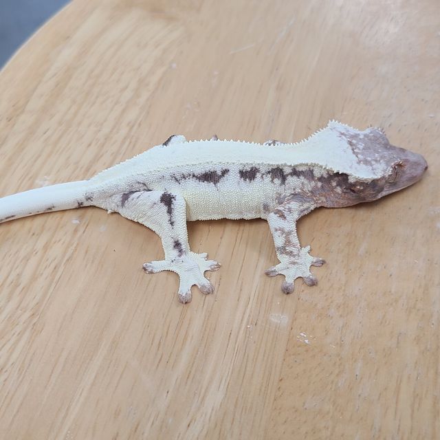 프라푸치노