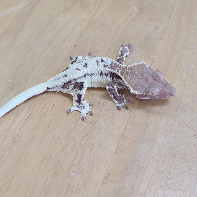 프라푸치노