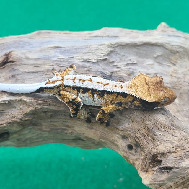 화이트 트라이