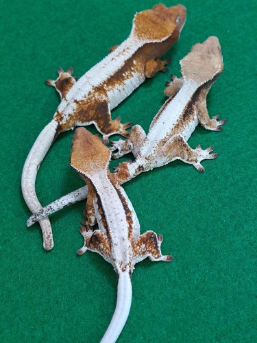 grrrgecko