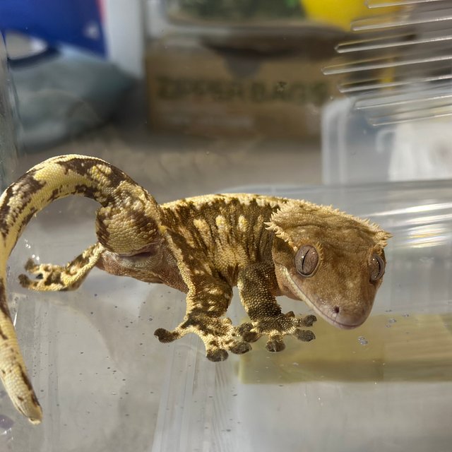 노멀 익스트림할리퀸 크림 크림시클