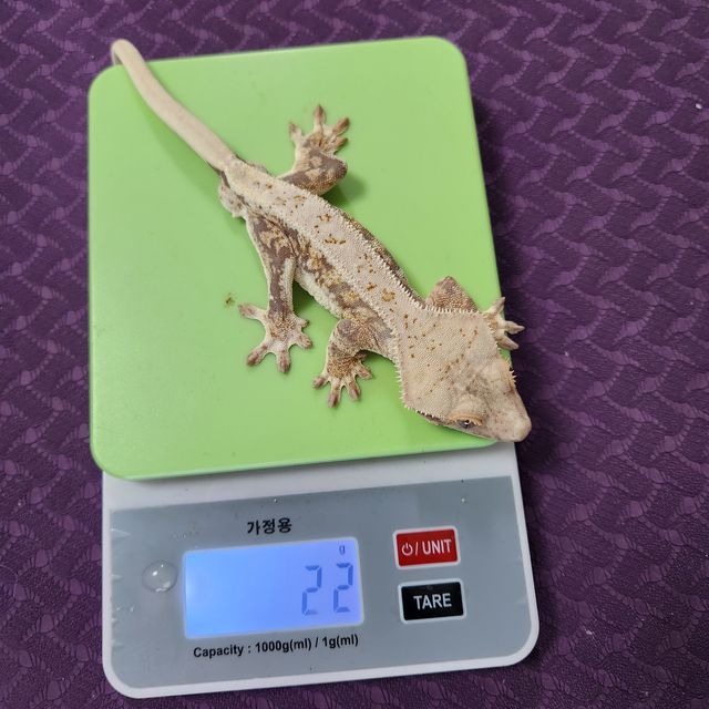 릴리화이트