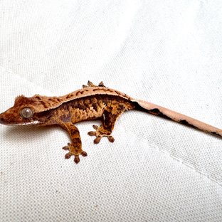 익스트림할리퀸