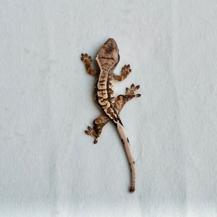 트라이 익스트림할리퀸