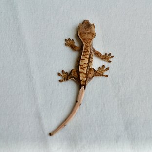 트라이 익스트림할리퀸